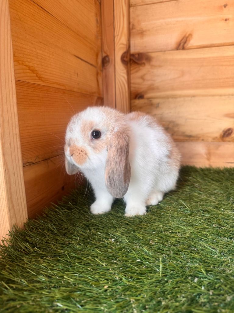 Mini lop rabbits 