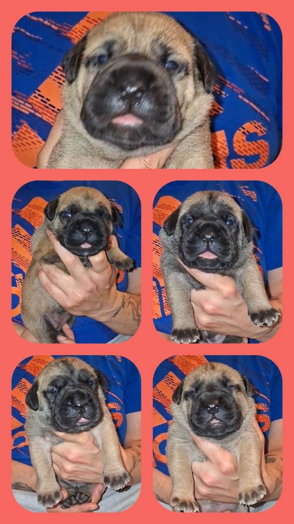 Stunning bullmastiff pups
