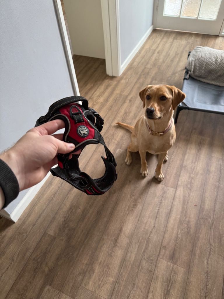PoyPet adjustable Dog Harness, Small