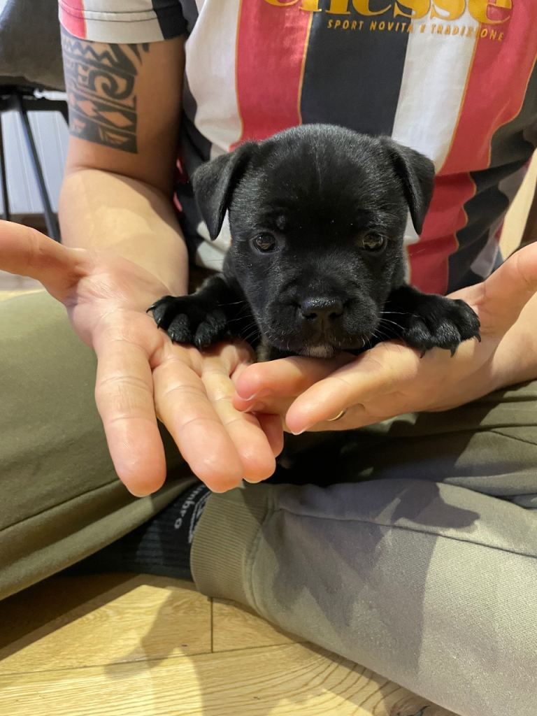    ✨ KC Registered Staffordshire Bull Terrier Puppies  ✨