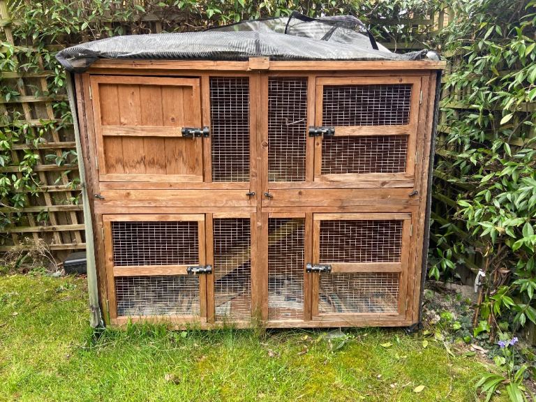 Guinea pig rabbit hatch