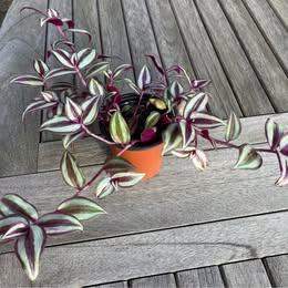 Tradescantia zebrina in small pot