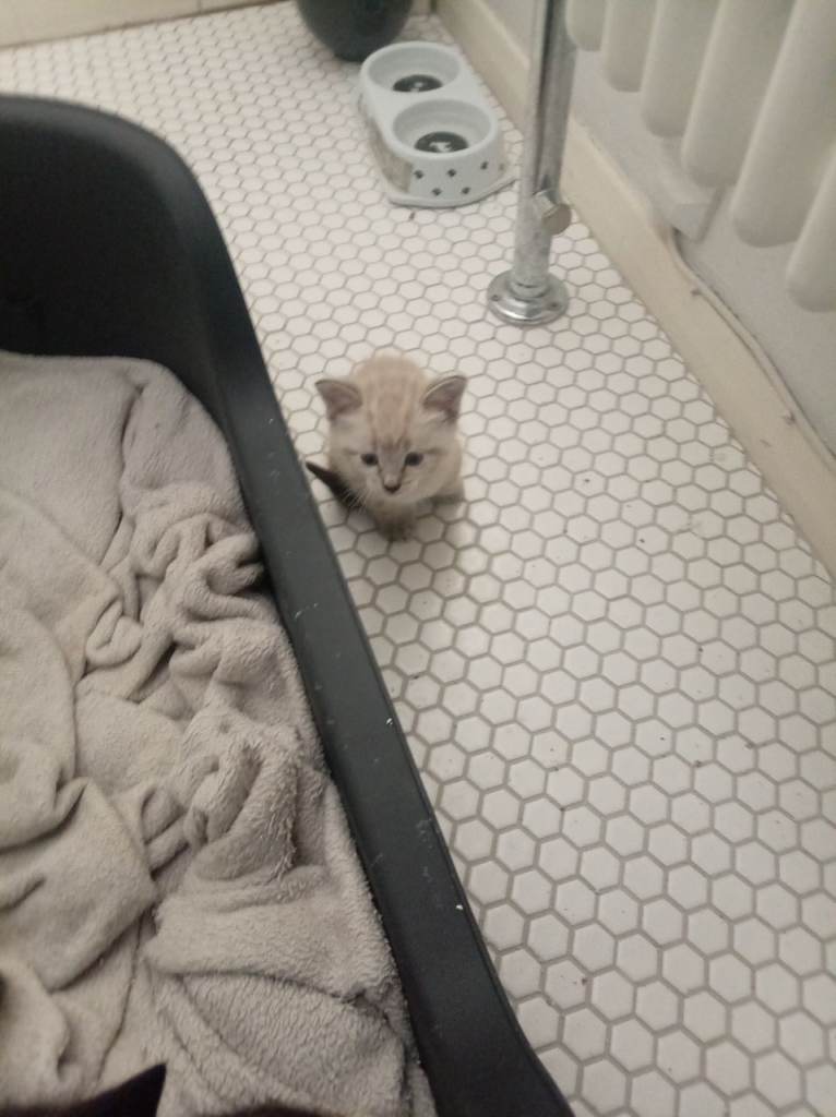 Kittens for new loving  homes 