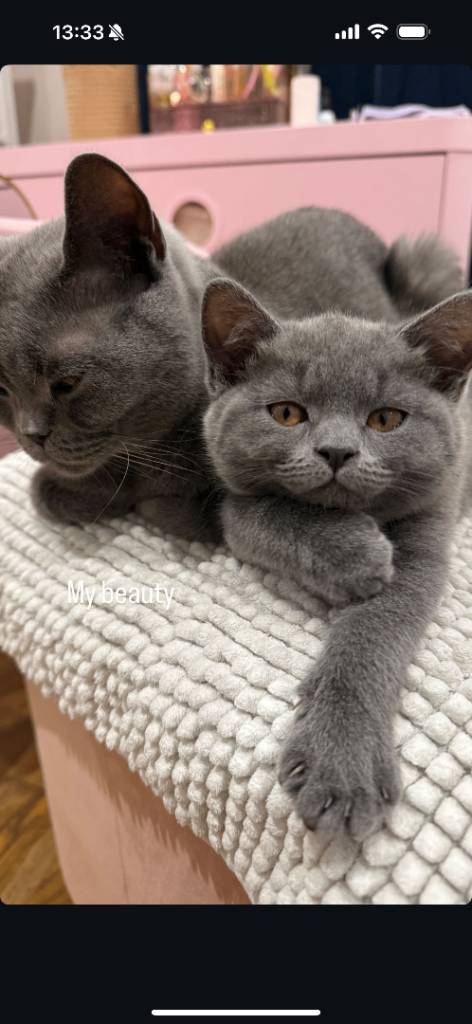 Grey British Shorthair