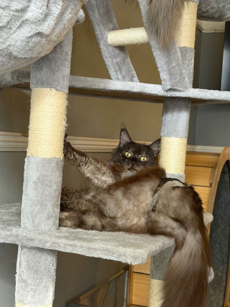 TICA registered Maine Coon kittens