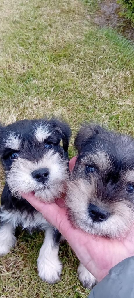 Miniature Schnauzer Pups