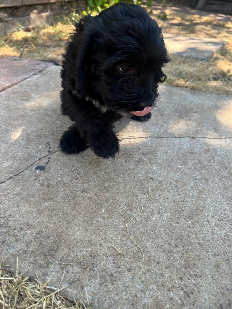 Cockapoo puppies