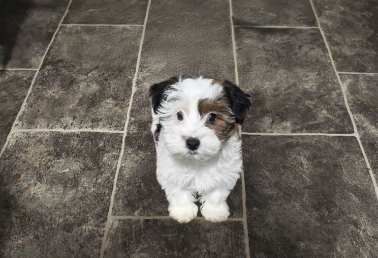 Last biewer terrier female pup. Ready now.  Colourful Yorkshire yorkie
