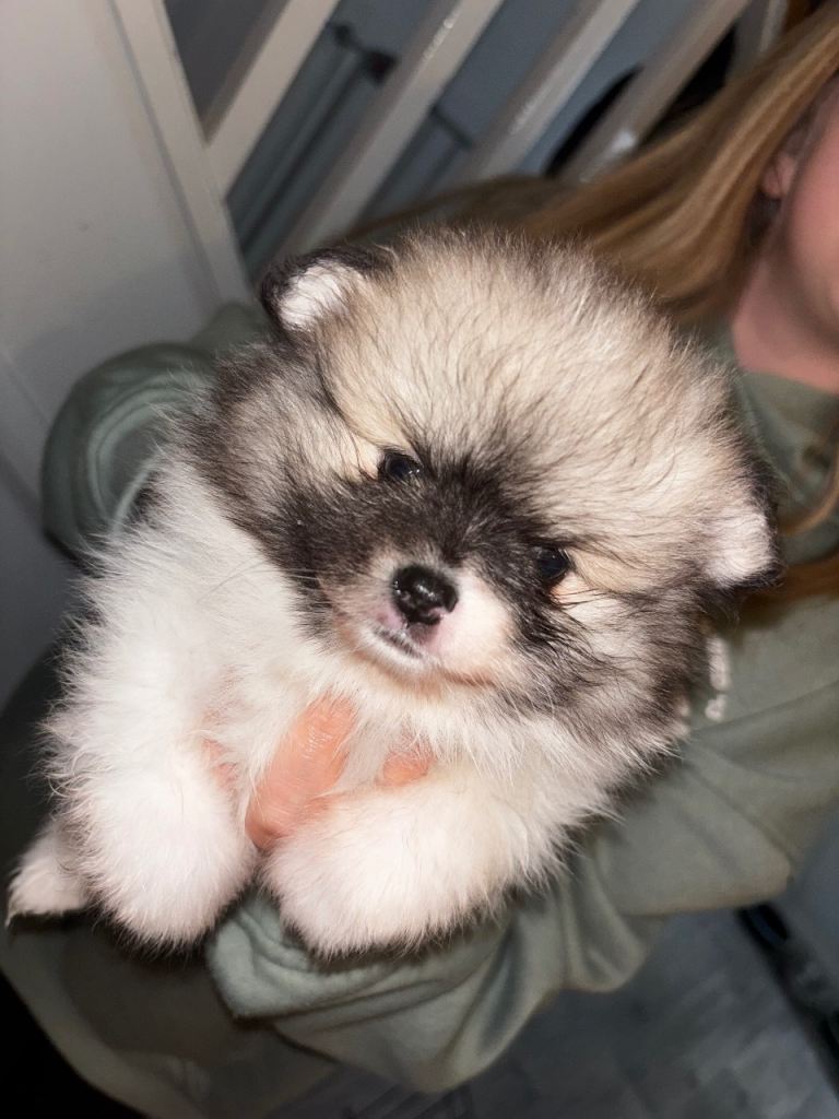 Female Pomeranian🩷