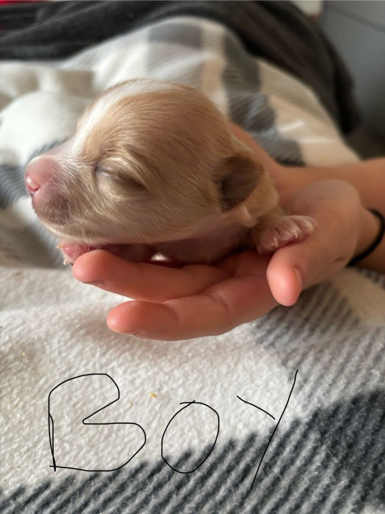 Gorgeous Yorkshire terriers (choco and gold dust)