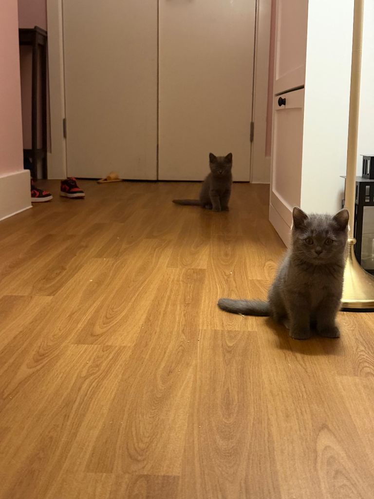 BEAUTIFUL BRITISH SHORTHAIR/ RAGDOLL CROSS KITTENS 🐾 