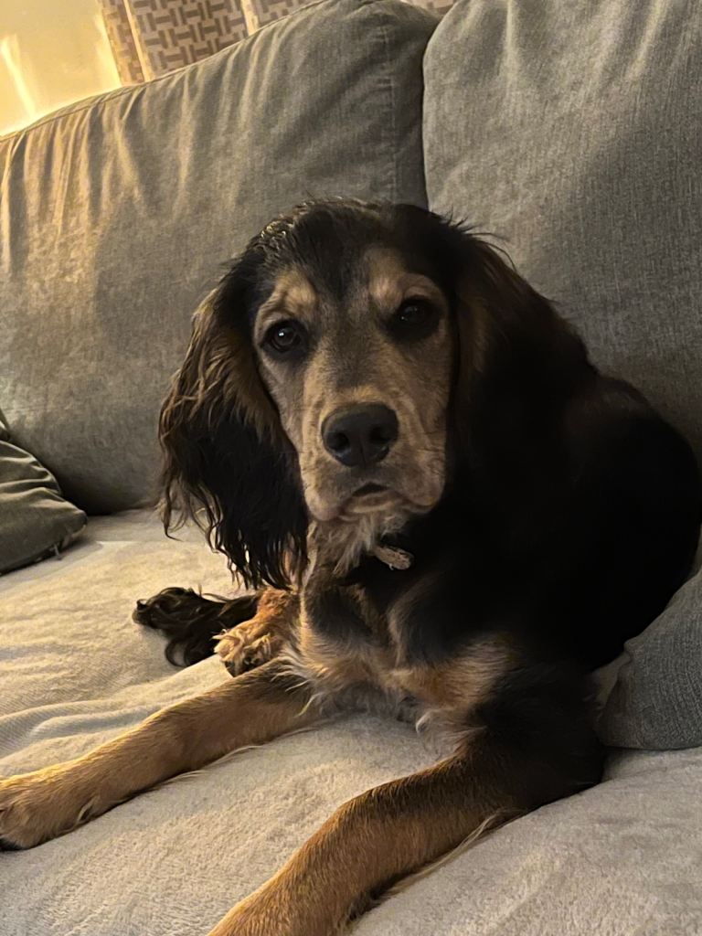 Cocker spaniel 9 months old male