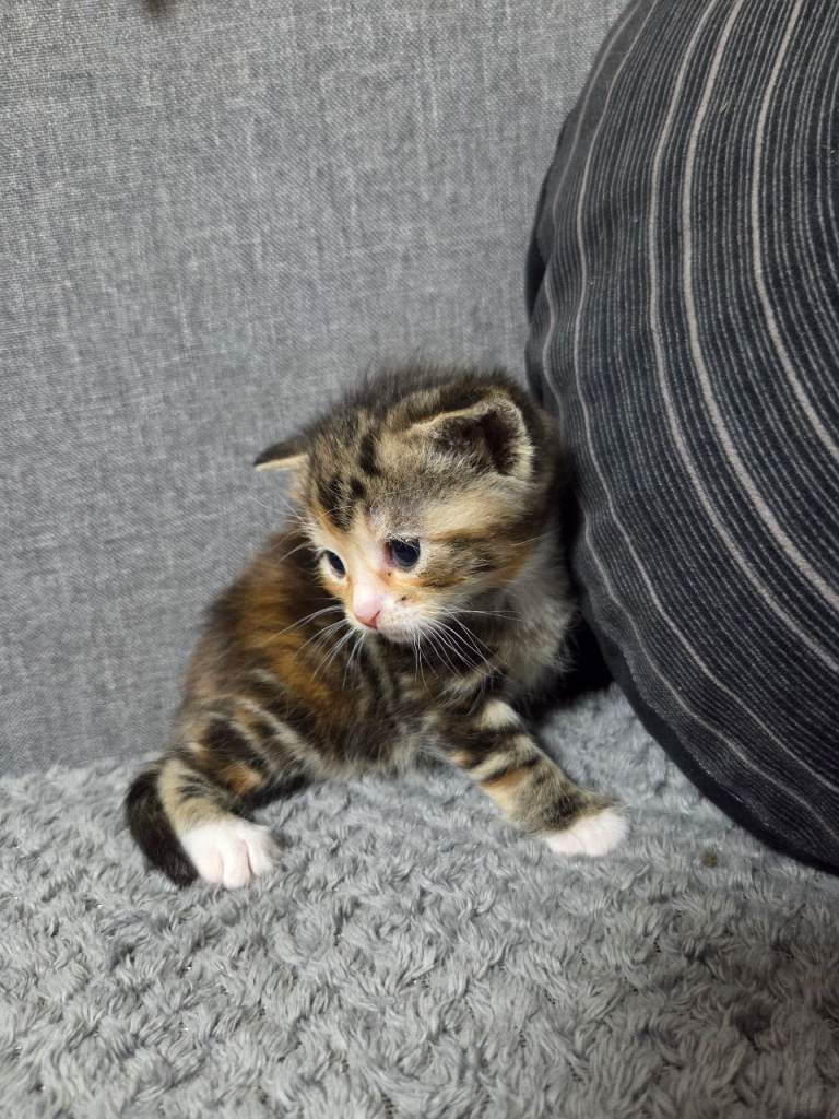 4 Adorable Kittens Ready for Their New Home 