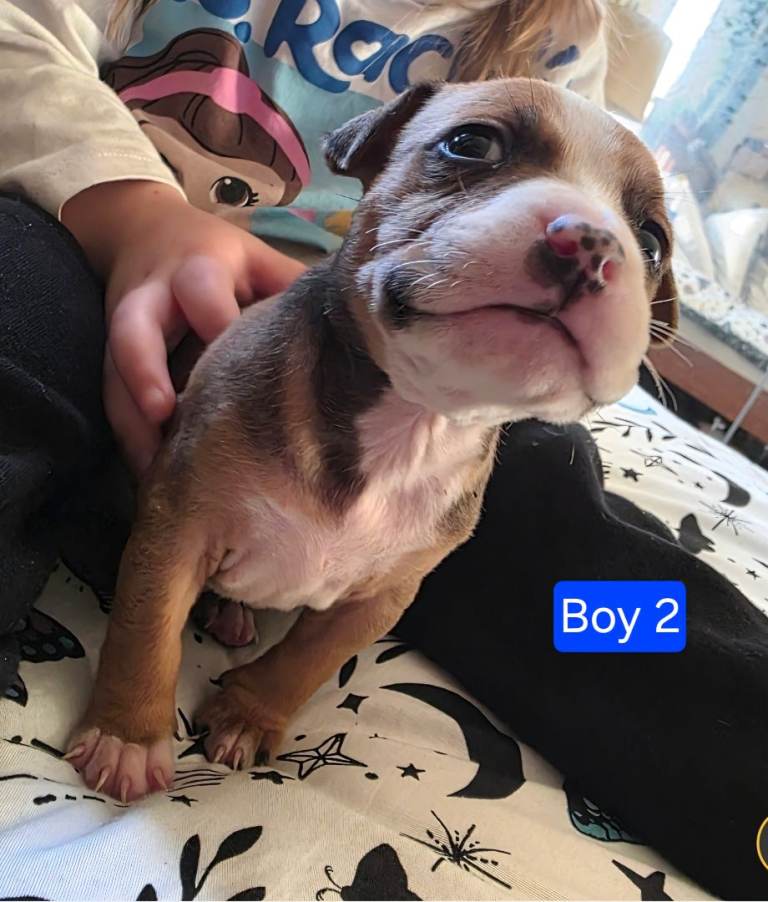 Staffordshire Bull Terrier Puppies - Female and Male