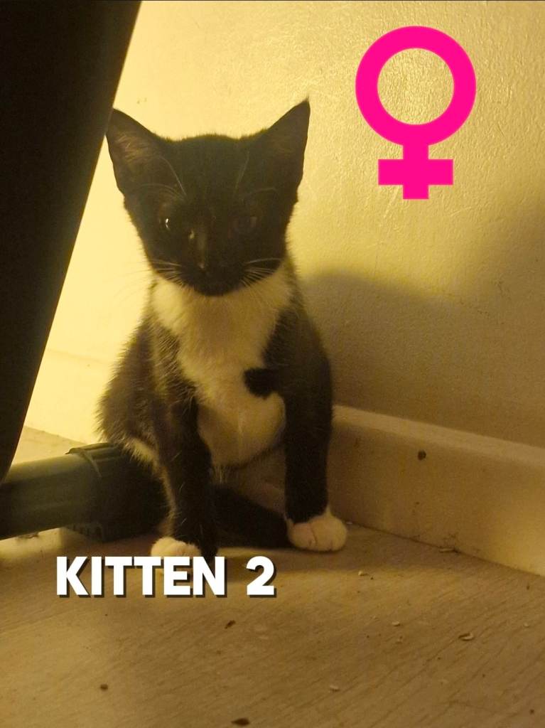 Female Tuxedo kittens for sale!!