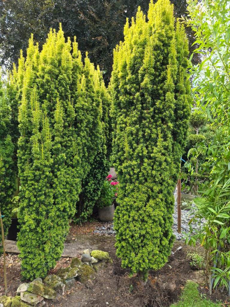 Large taxus Bacatta trees 