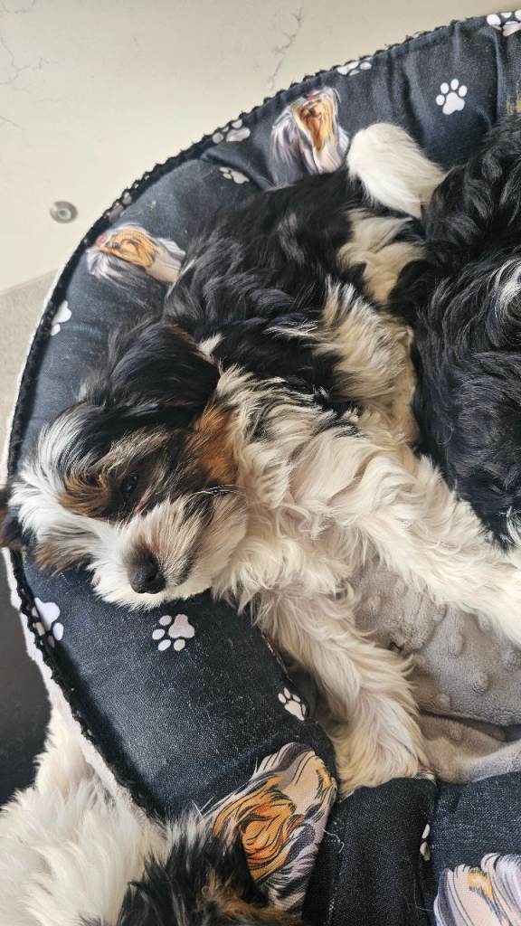 Last 1 boy biewer yorkshire terrier standard size