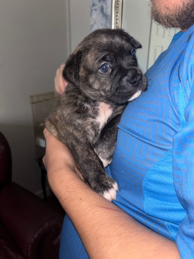 9 beautiful puppies 