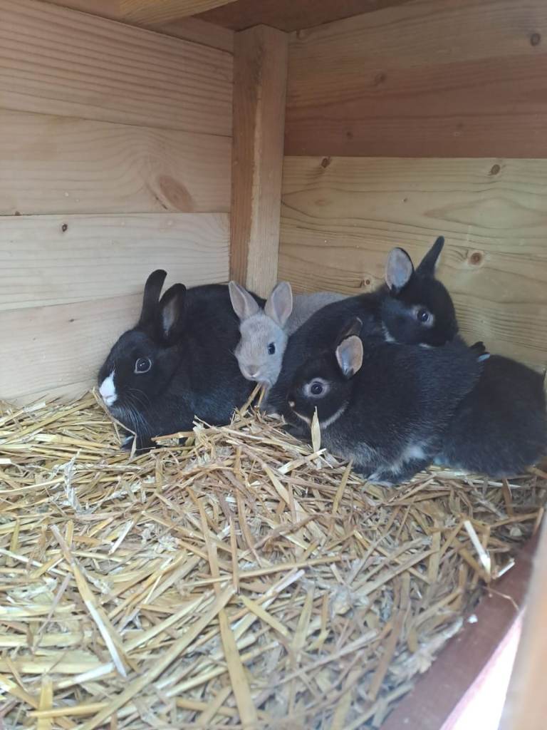 2 girl rabbits 2 boy rabbits 8 weeks old