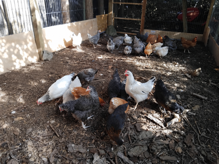 Point of Lay Chickens/Hens for sale