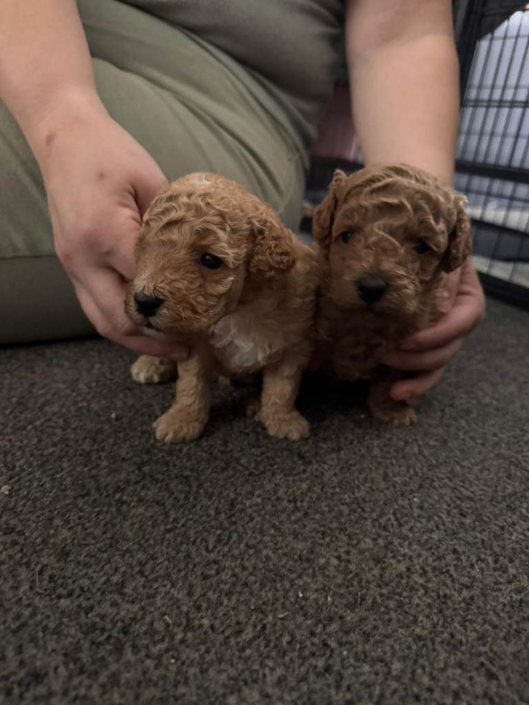 3 toy poodle puppies