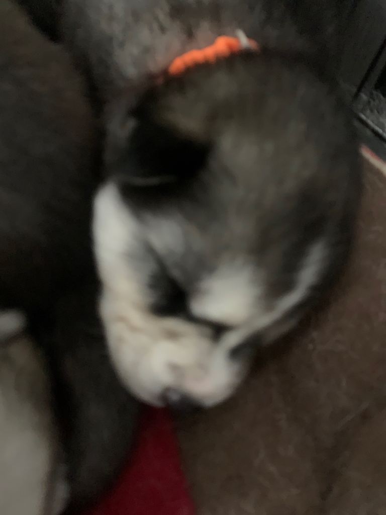 Cuddlie husky puppys