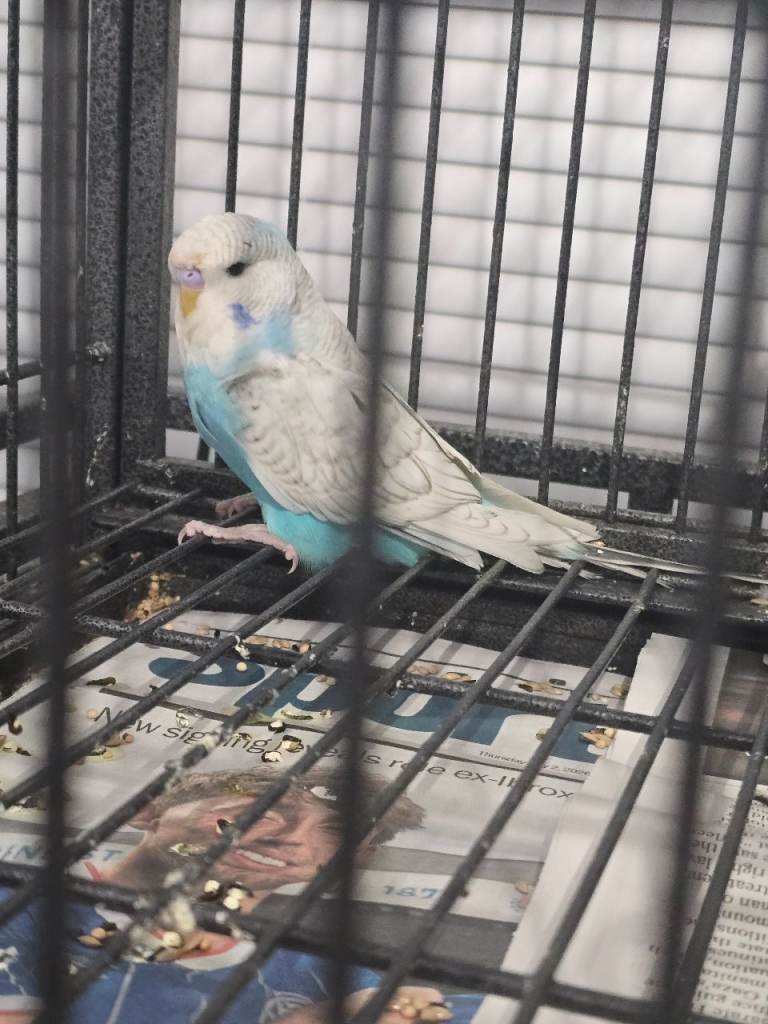 Baby budgies