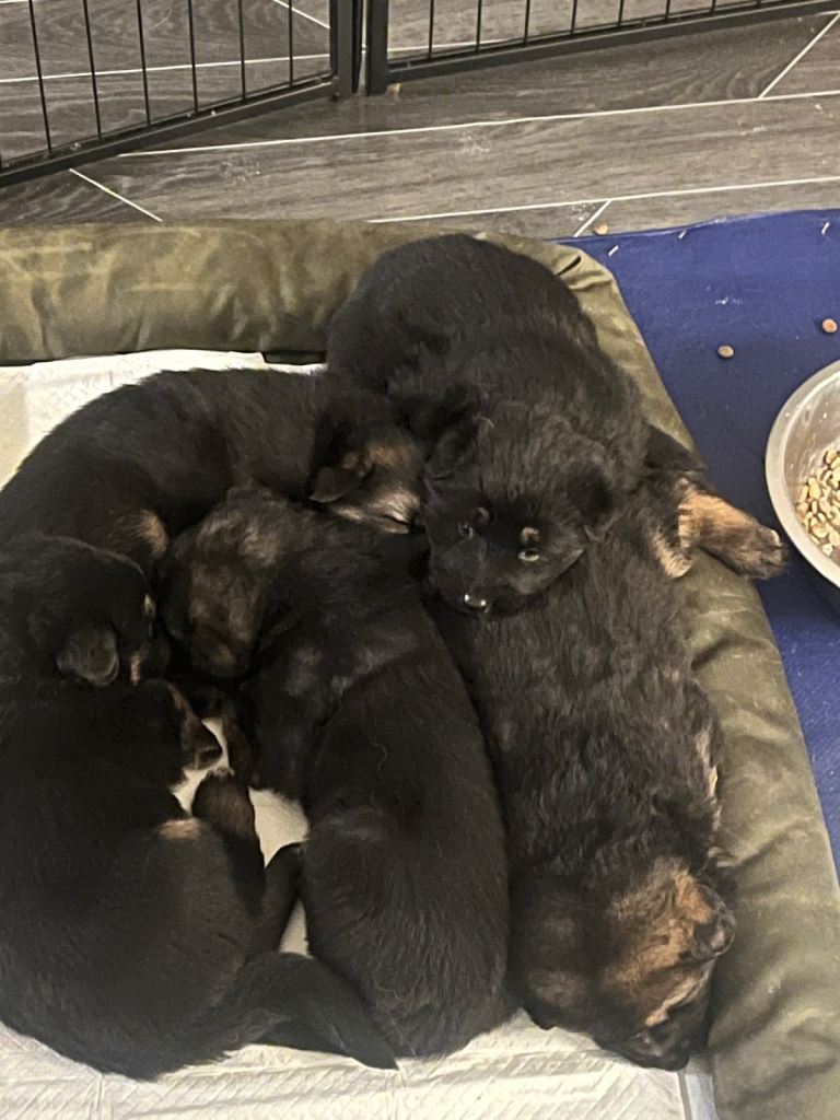 Puppies for sale 