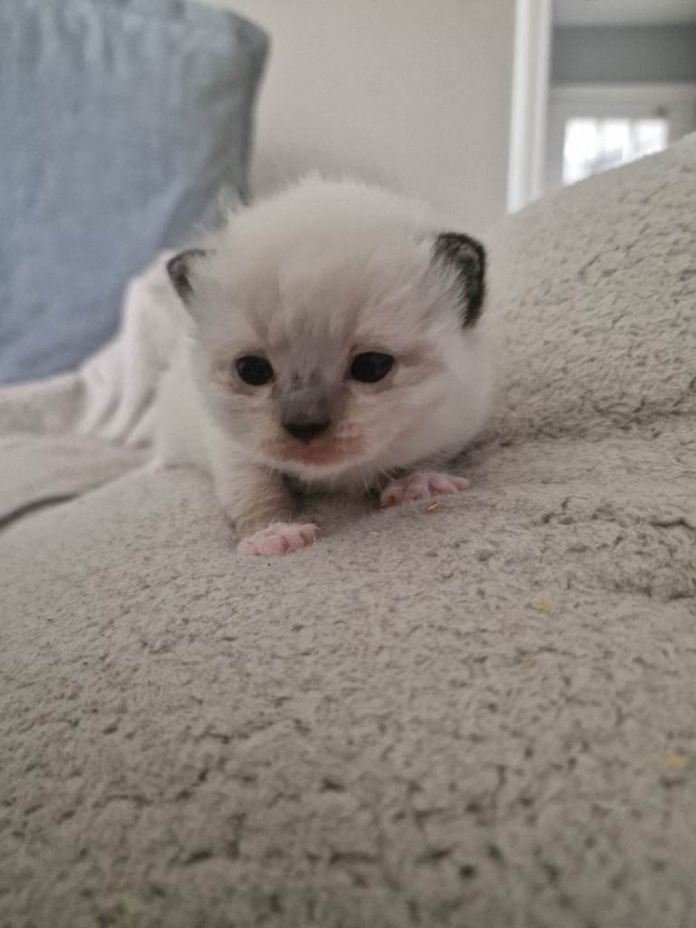 Beautiful kittens 