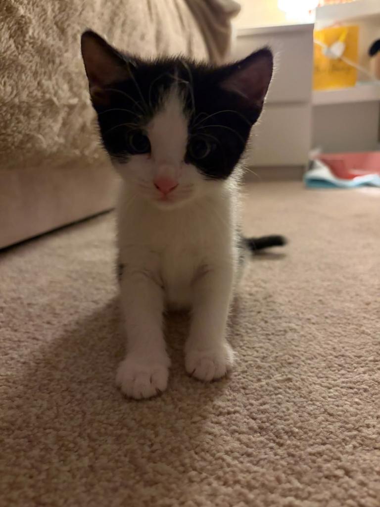 Domestic short hair