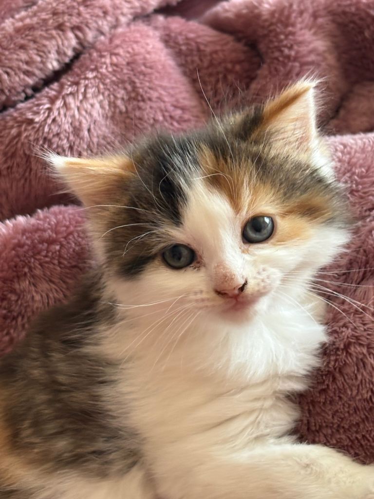  Four Cutest kittens,  Two girls,  Two boys 🥰❤️❤️