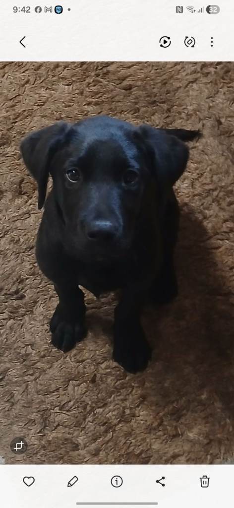 Full breed labrador 