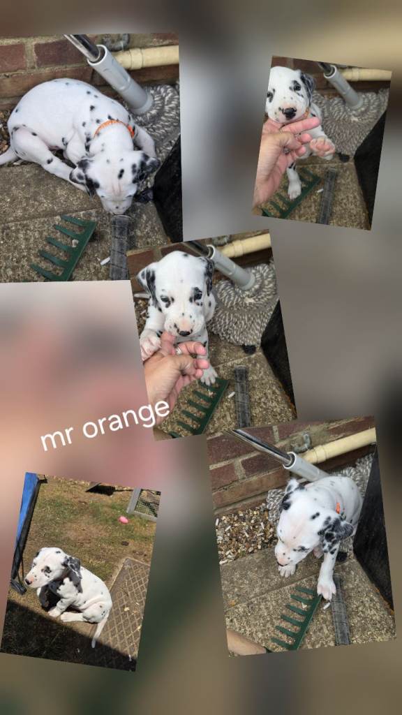 Last 3 Dalmatian puppies 