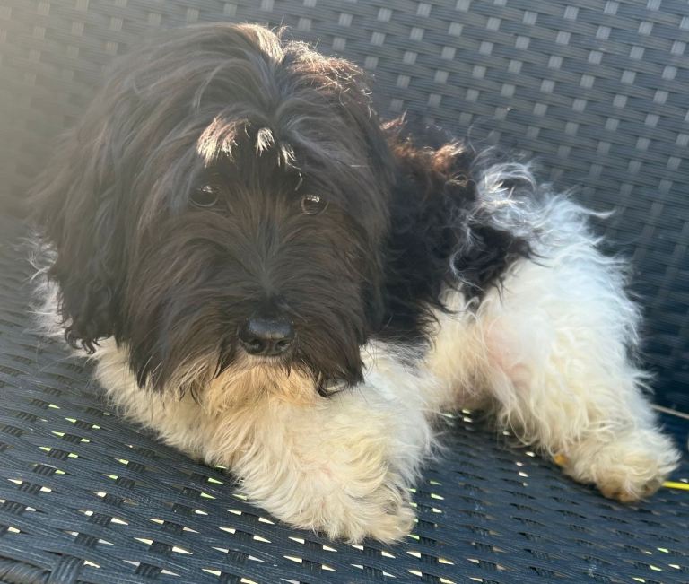 Cockerpoo x poodle x terrier