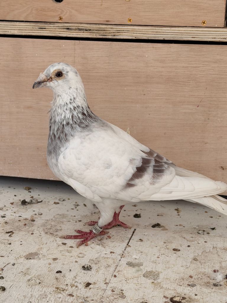 Racing pigeon Grizzle & White