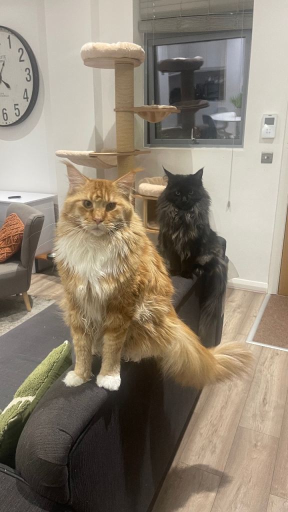 Two Beautiful Maine Coons – Luca & Astra – Together Only