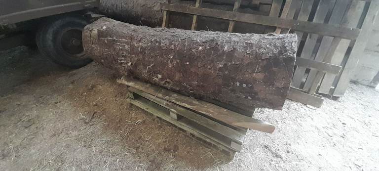 Log trunk