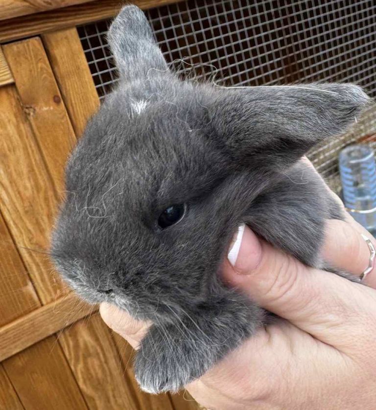 Baby mini lops - pedigree