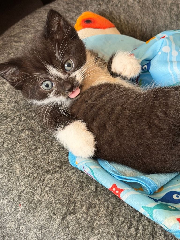 3 beautiful kittens (Norwegian forest cat mix) 