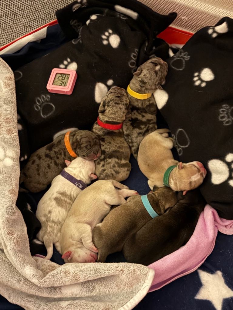 Frug puppy’s 