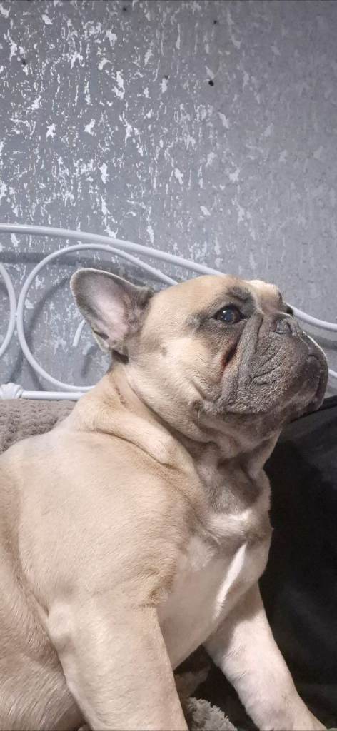 French Bulldog for new forever home