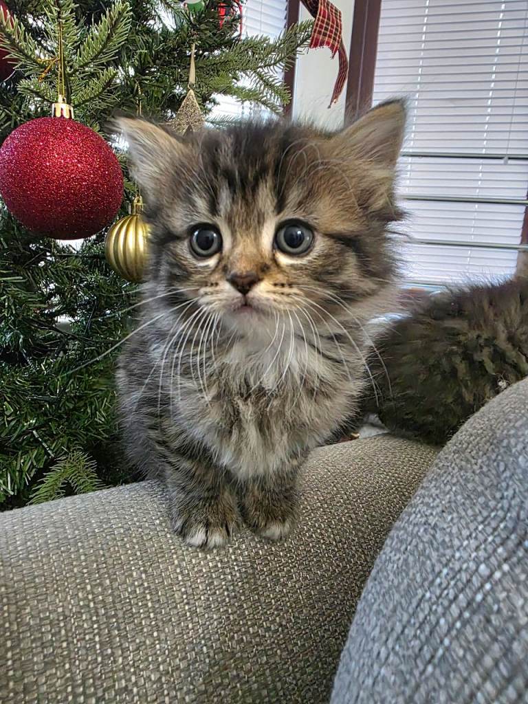 Fluffy Tabby Ragdoll Cross Female and Male Kittens – £500 – Glasgow