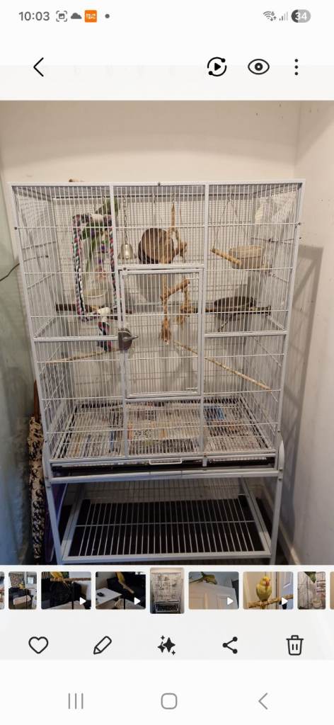 Parrots cage 