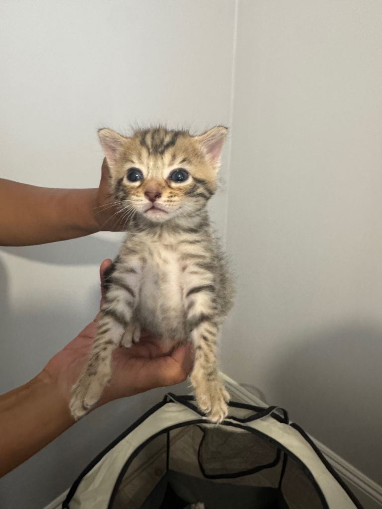 🐾 5 Gorgeous Kittens Looking for Loving Homes 🐾