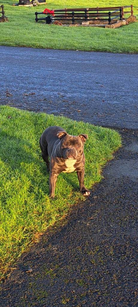 Staffordshire bull terrier/ staffy