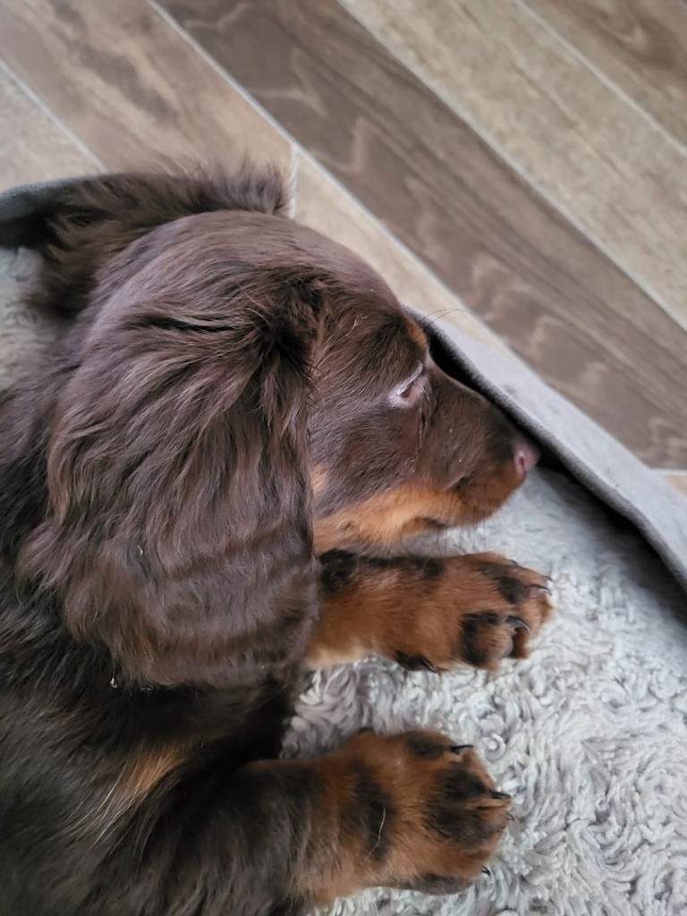 Fully bred dashound puppies