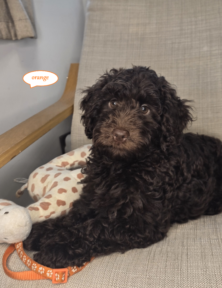 Cockapoo F1b chocolate