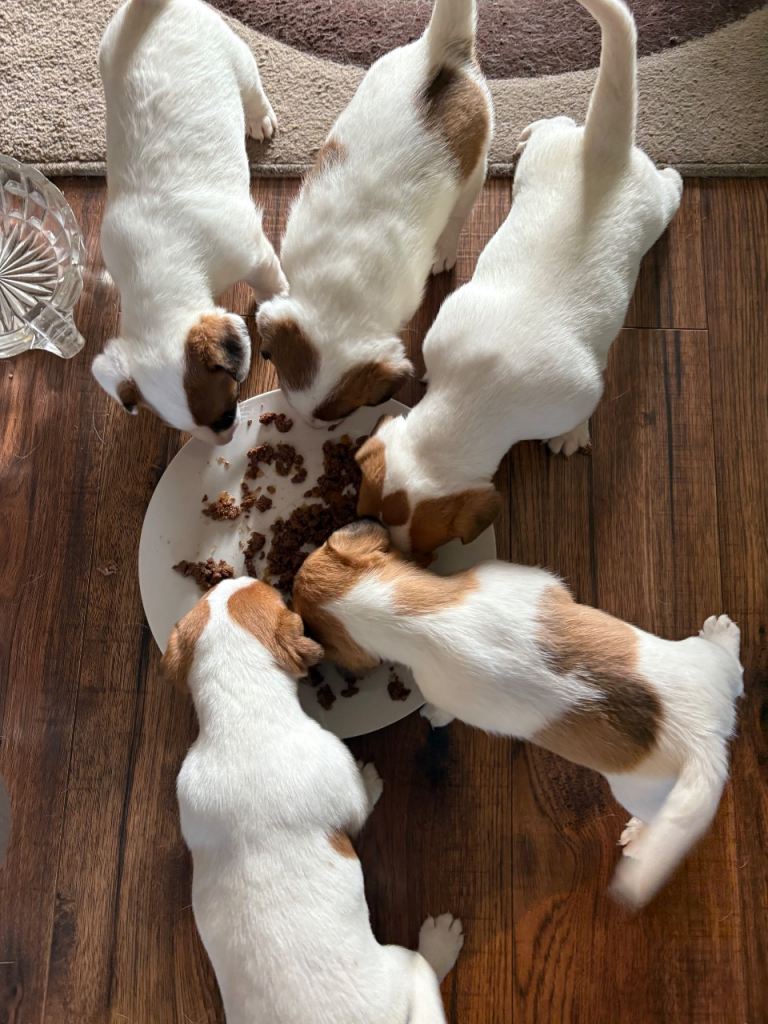 Traditional Jack Russell Puppies for sale