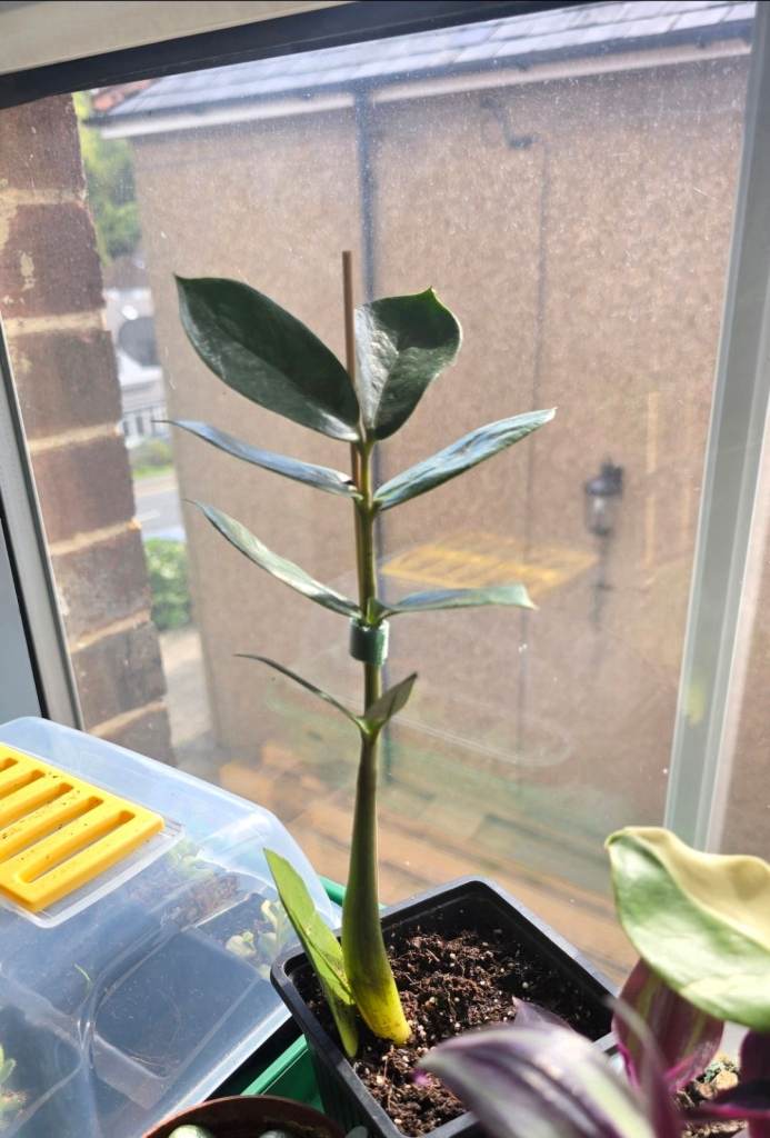 ZZ Plant - Homegrown - Potted 