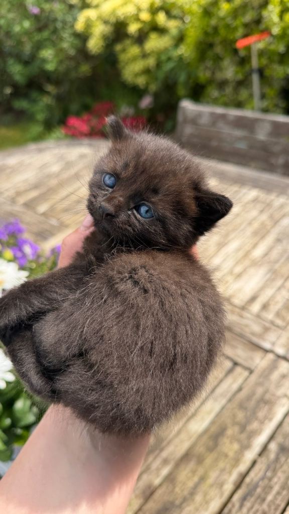 🐾 2 adorable kittens 